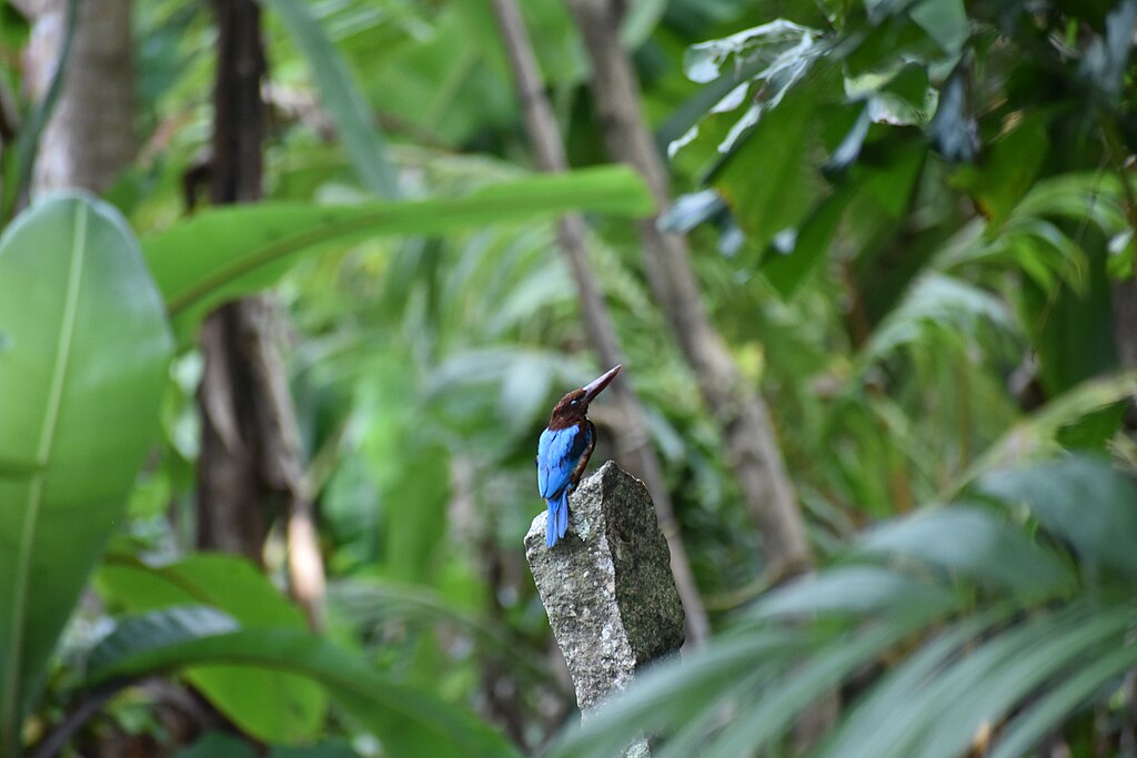 Ganesh Mohan T, CC BY-SA 4.0 <https://creativecommons.org/licenses/by-sa/4.0>, via Wikimedia Commons-Day Trip from Kochi