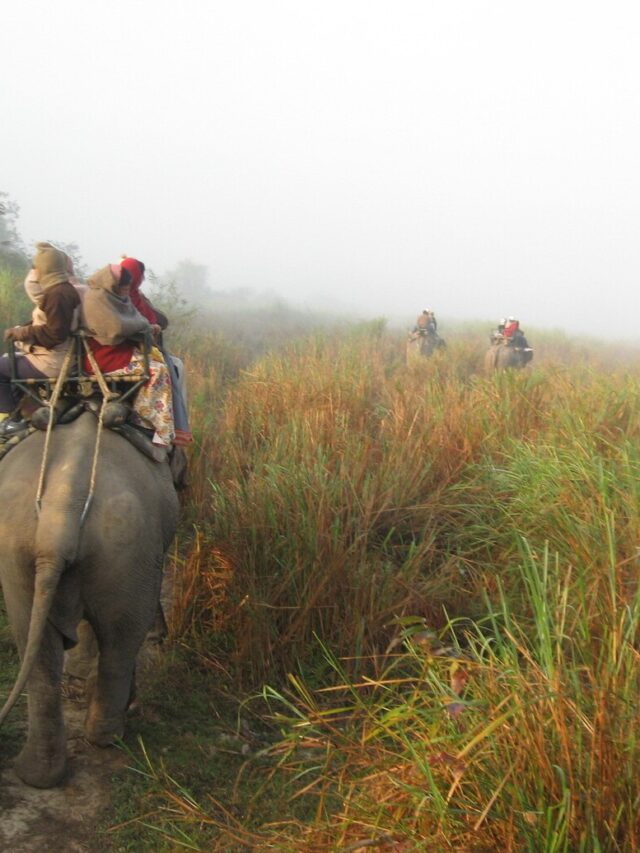 Kaziranga National Park, Assam