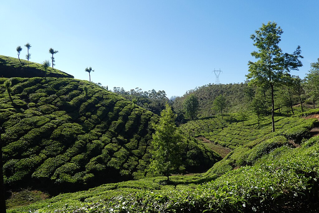 Tea plantation near Munnar town, Kerala, India-South India Itinerary