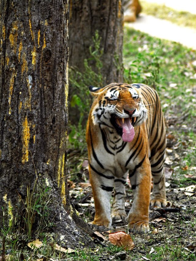 Kanha National Park, Madhya Pradesh